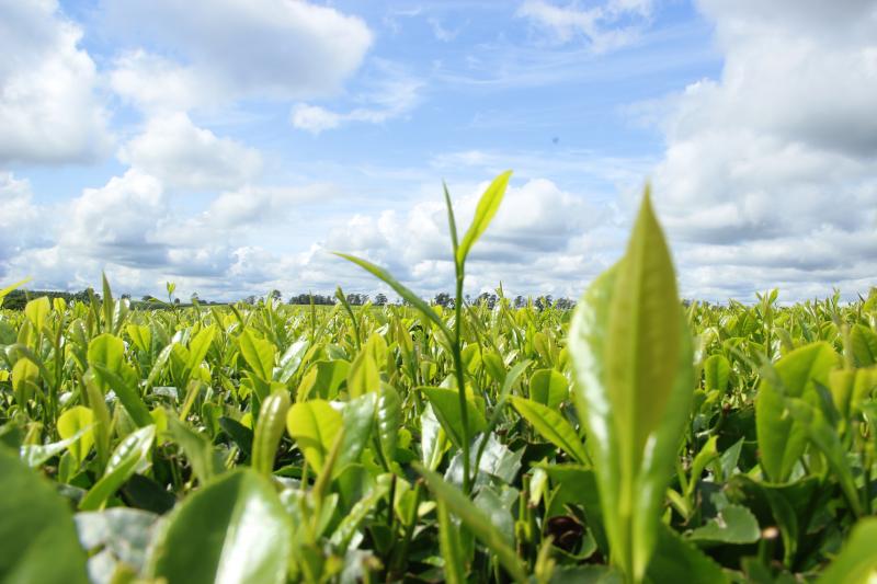 Los beneficios del t&eacute; verde