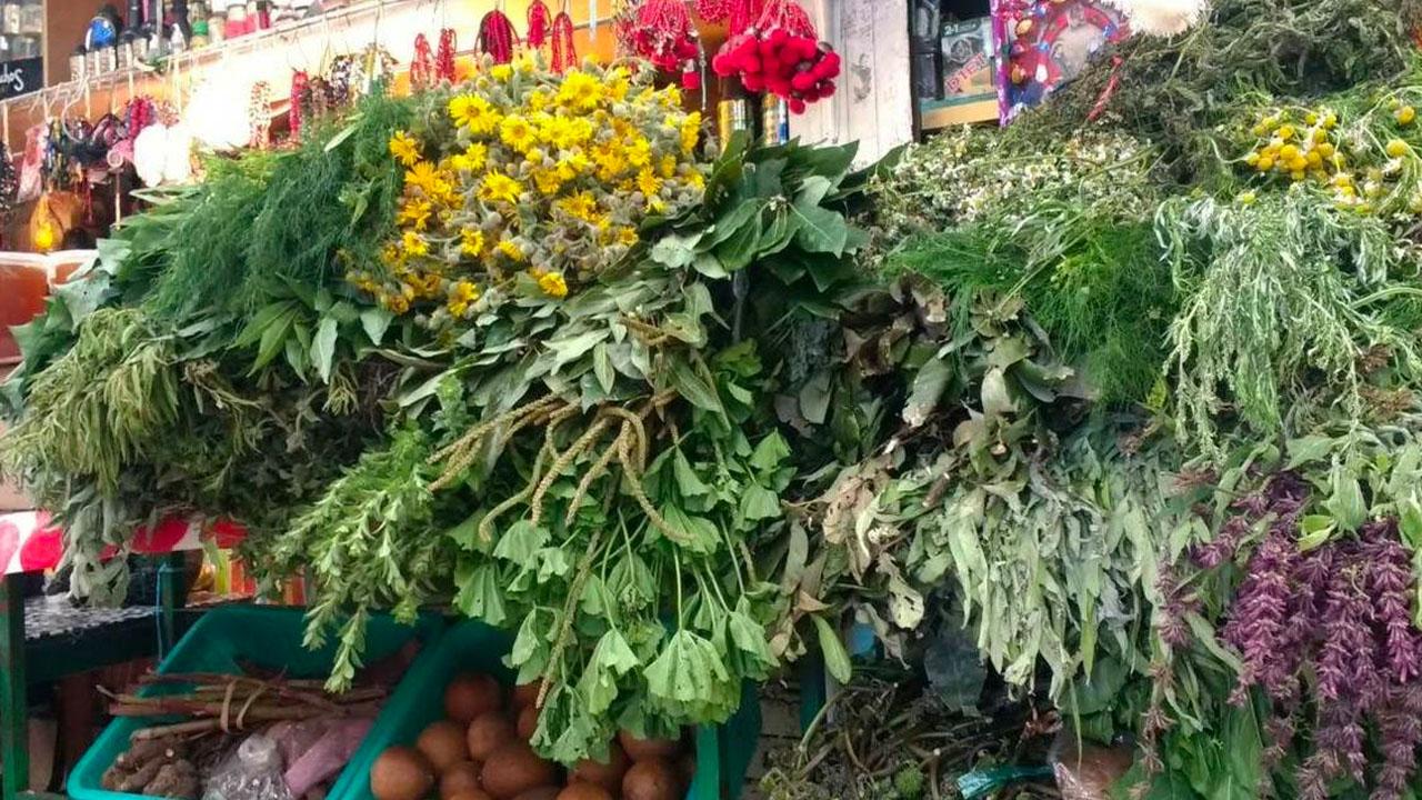 M&eacute;xico, el segundo pa&iacute;s con m&aacute;s plantas medicinales registradas | Fundaci&oacute;n UNAM