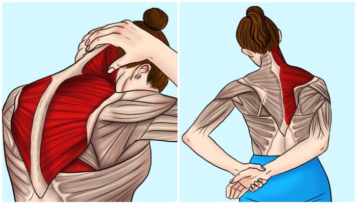 11 Estiramientos para aliviar la tensi&oacute;n en el cuello y los hombros 