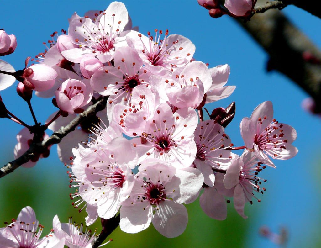6 plantas para las alergias de primavera 