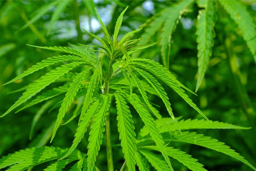  &iquest;Qu&eacute; son y cu&aacute;les son las ventajas de las semillas autoflorecientes de cannabis?