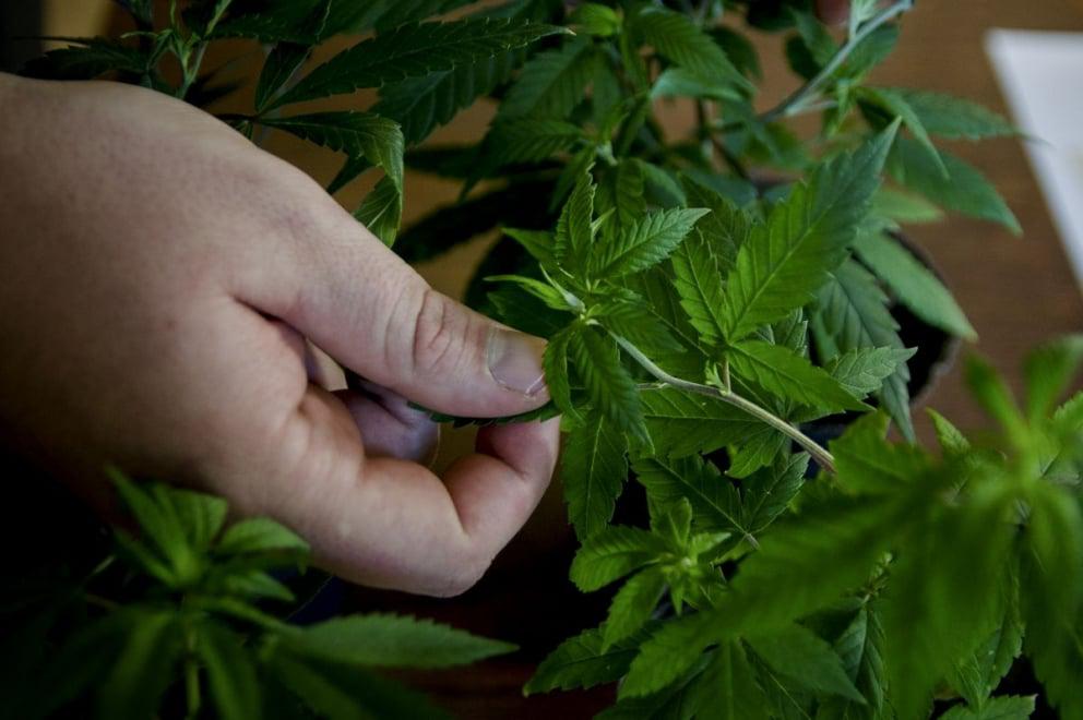 Cada vez m&aacute;s personas optan por el uso del cannabis terap&eacute;utico en sus procesos de salud