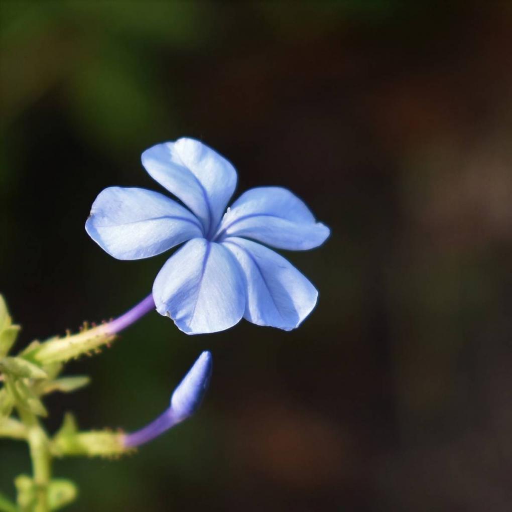 4 plantas para mejorar la memoria