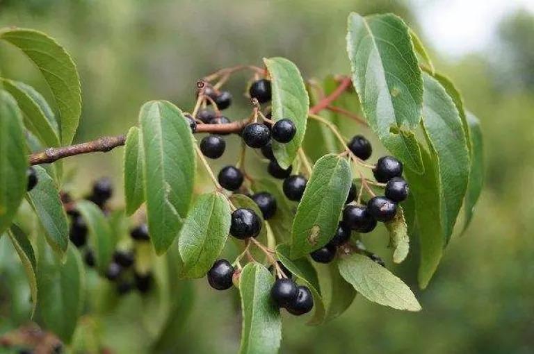 Un fruto silvestre nativo de la Patagonia es considerado un superalimento