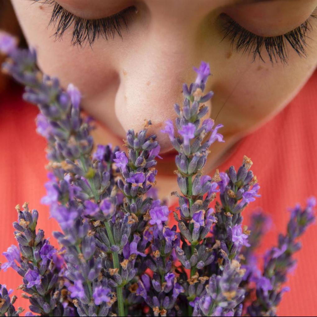 Aceite esencial de lavanda: todas sus propiedades y usos