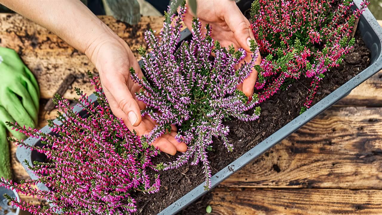 Por qu&eacute; y c&oacute;mo conviene depurar el cuerpo en oto&ntilde;o (con plantas desintoxicantes)