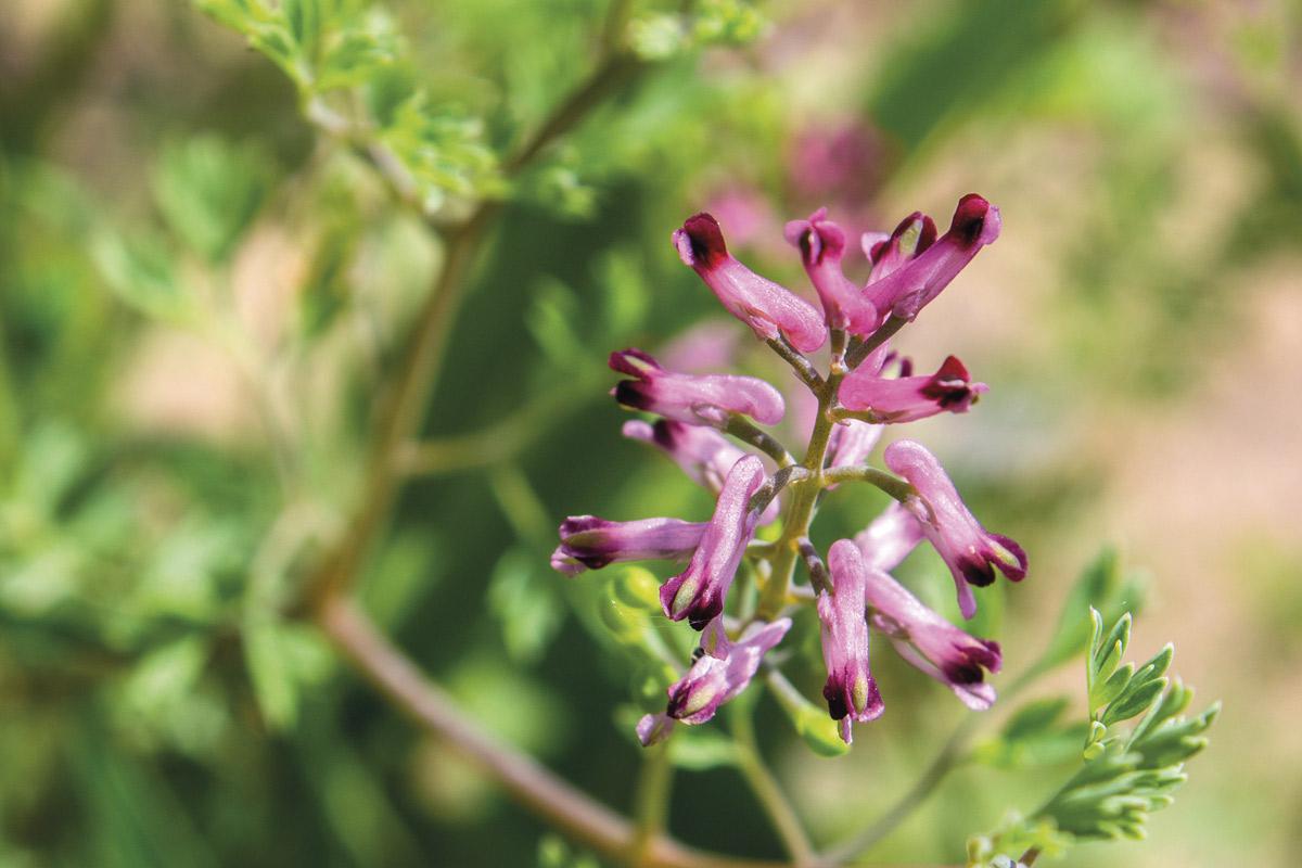 4 plantas para abandonar los malos h&aacute;bitos