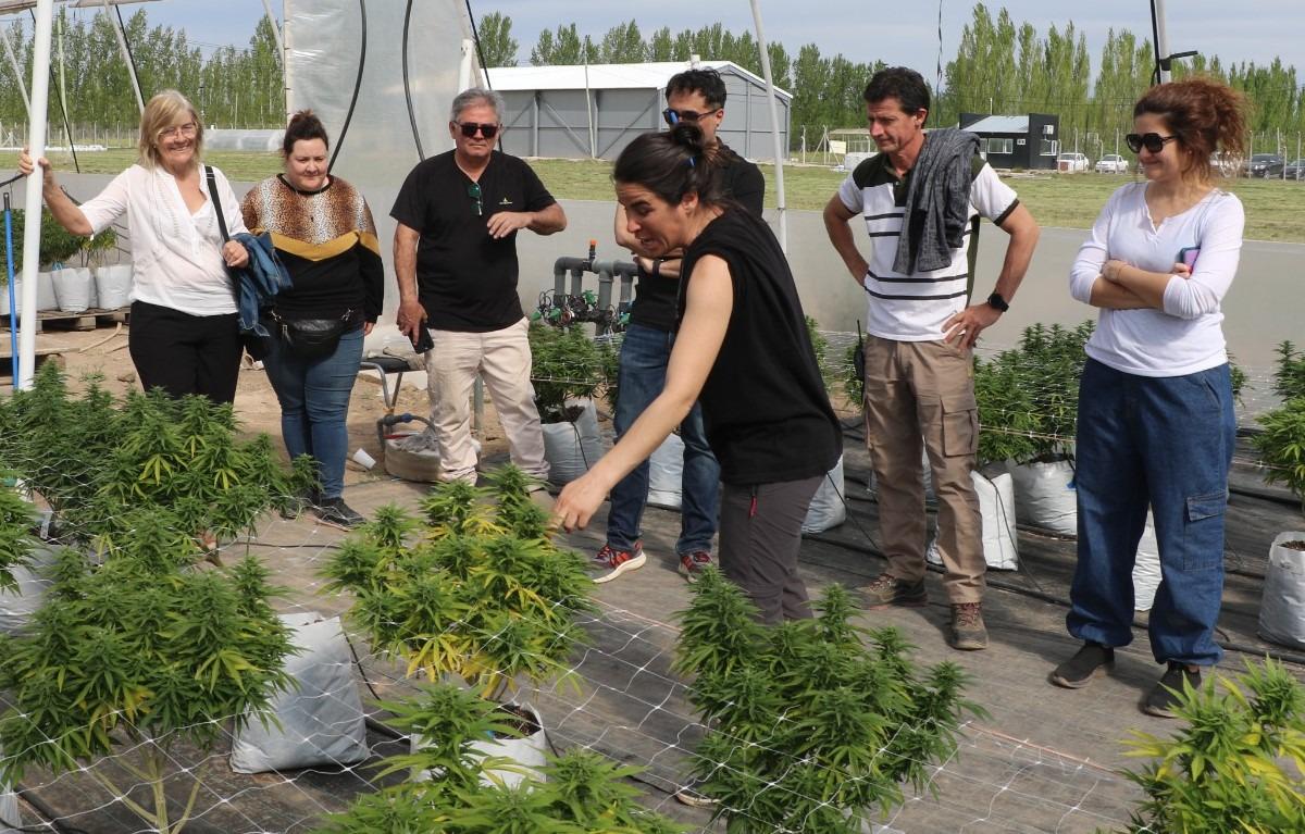 Entra en la &uacute;ltima etapa el proyecto de producci&oacute;n de cannabis medicinal de Patagonia Norte