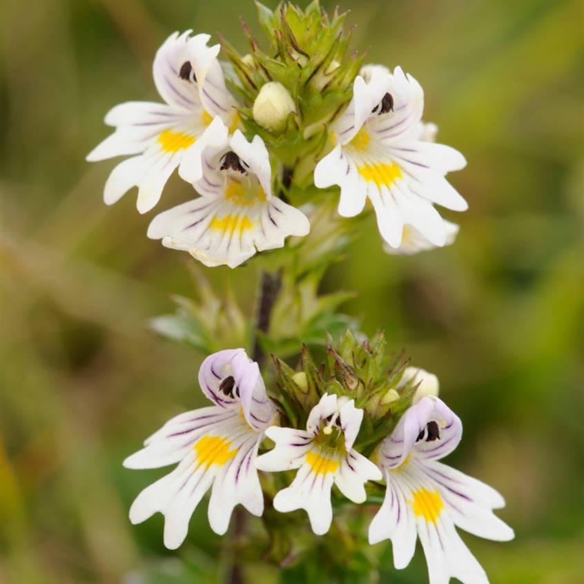 Plantas para curar la conjuntivitis