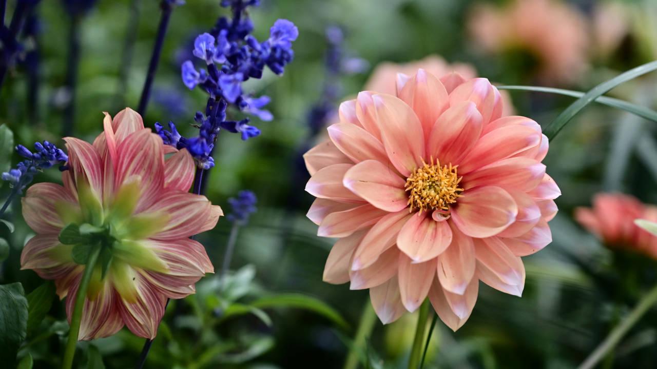 Los p&eacute;talos de esta flor sirven en el tratamiento y prevenci&oacute;n de la diabetes