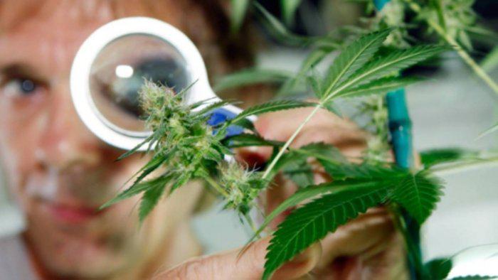 La UNRN elabora protocolos de elaboraci&oacute;n del cannabis medicinal