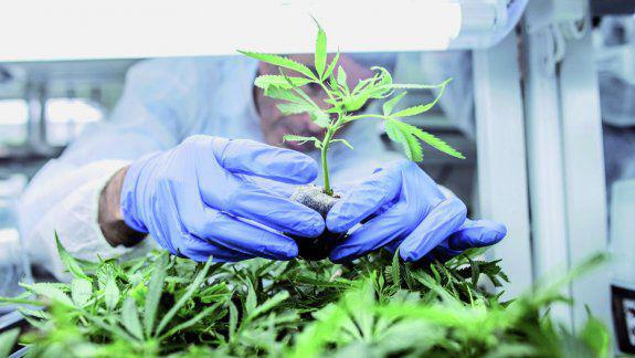 Bariloche ya debate el uso de cannabis medicinal: Es una demanda real y tiene una efectividad muy alta