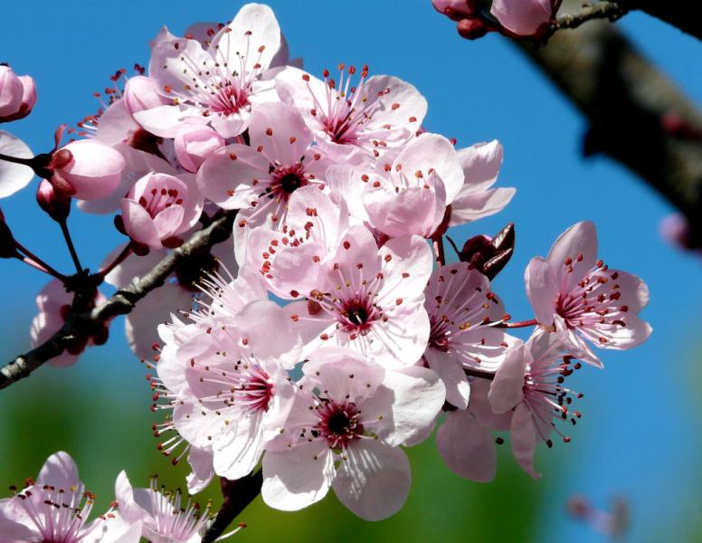 6 plantas para las alergias de primavera 