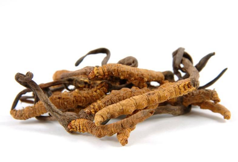 Cordyceps Sinensis, beneficios del hongo medicinal