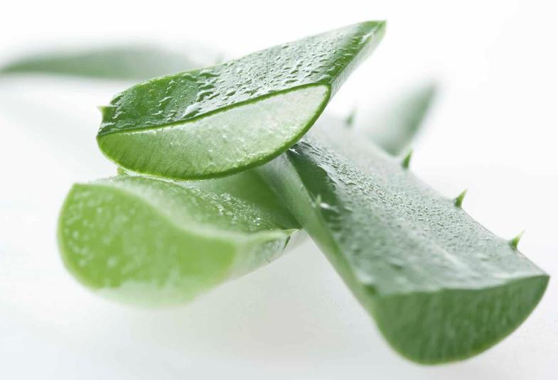 Aloe vera: beneficios, usos y contraindicaciones