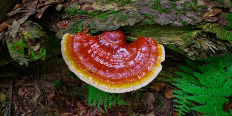 &iquest;Para qu&eacute; sirve el Reishi? Propiedades y beneficios del hongo