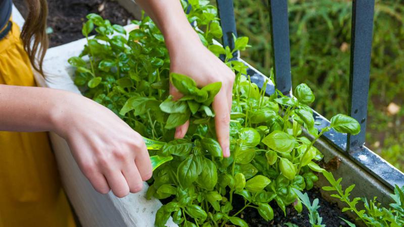 14 plantas medicinales para plantar en casa o cultivar en el jard&iacute;n