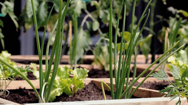 Las personas que cultivan un huerto gozan de m&aacute;s salud f&iacute;sica y mental