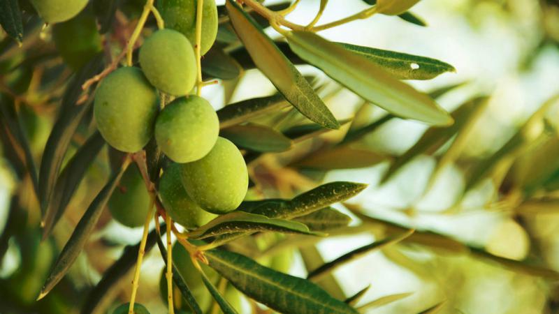 Hojas de olivo: las propiedades de un popular remedio natural para la hipertensi&oacute;n