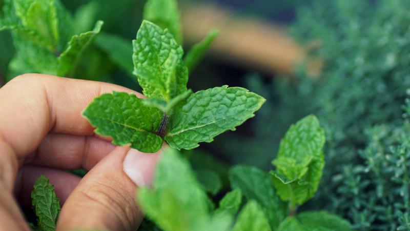 5 recetas con hojas de menta para beber, belleza y el hogar