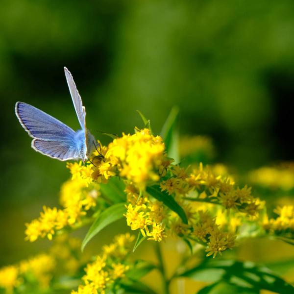 5 plantas medicinales que cuidan el ri&ntilde;&oacute;n