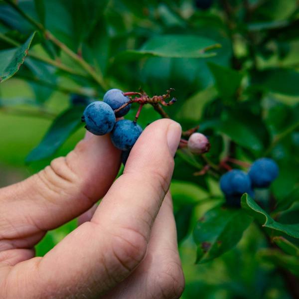 9 antibi&oacute;ticos naturales para tratar las infecciones