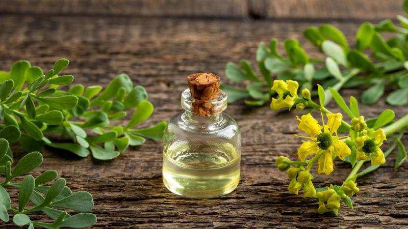 Para qu&eacute; sirve la ruda: beneficios y propiedades de una planta muy arom&aacute;tica