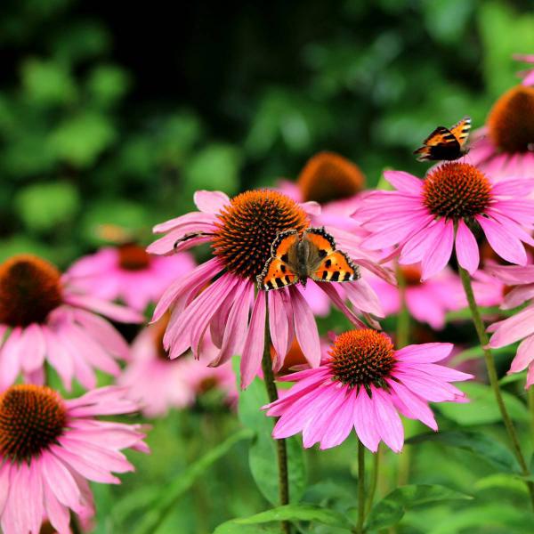 4 plantas muy eficaces para tus defensas