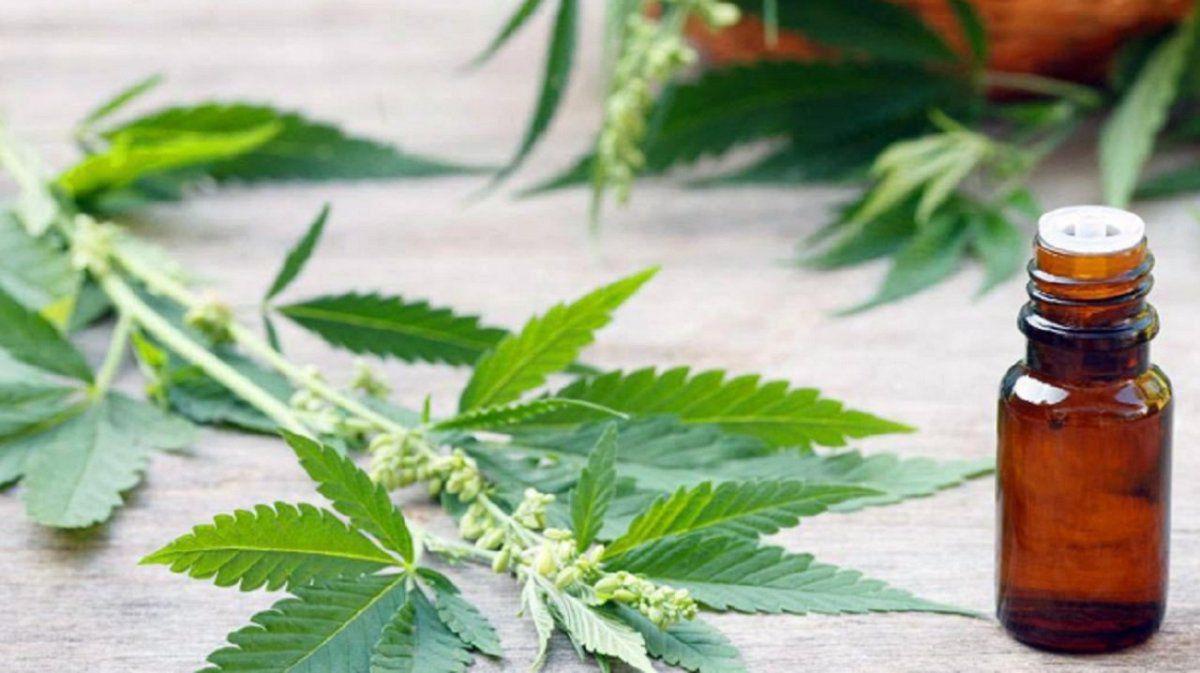 El Gobierno legaliz&oacute; el autocultivo de cannabis para uso medicinal