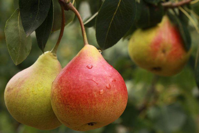 7 razones saludables para comer m&aacute;s peras