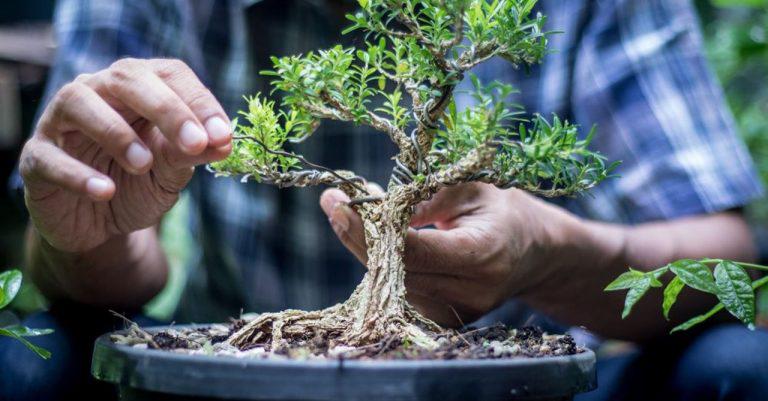 Cultivar bons&aacute;i beneficia la salud mental