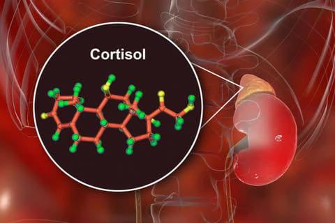 &iquest;Qu&eacute; es el cortisol y c&oacute;mo regularlo?