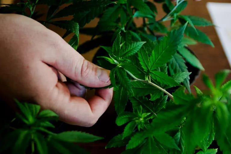 Se promulg&oacute; la ley de Cannabis medicinal