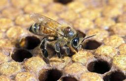 Abejas obreras abandonan la colmena