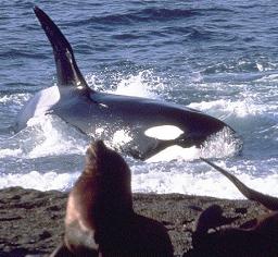 Chubut: costa Argentina con mayor biodiversidad del pa&iacute;s