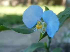 "La Santa Luc&iacute;a, la nativa que se le planta a Monsanto"