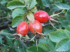 La Rosa Mosqueta, el fruto m&aacute;s rico en vitamina C