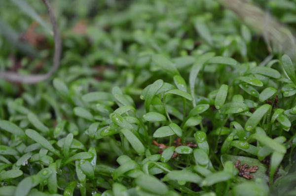 Verdes, en pleno invierno