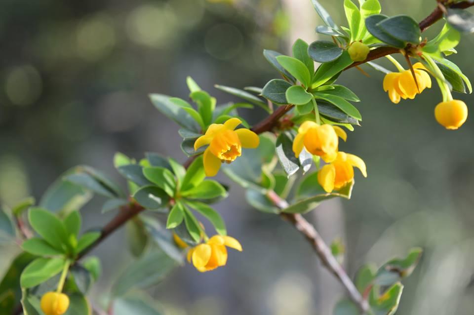 La Patagonia se puebla de flores