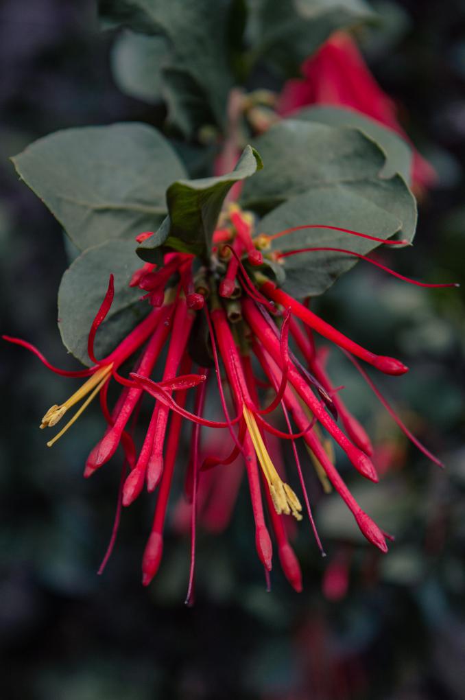 Quintral, una planta llena de amor