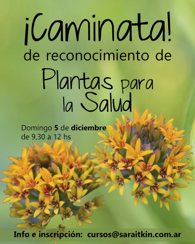 Caminata de reconocimiento de Plantas para la Salud