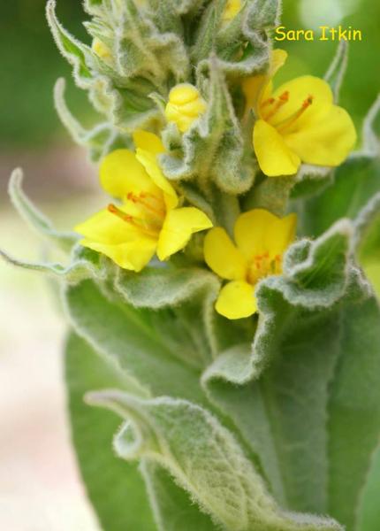 Gordolobo/ Verbasco (Verbascum thapsus) 