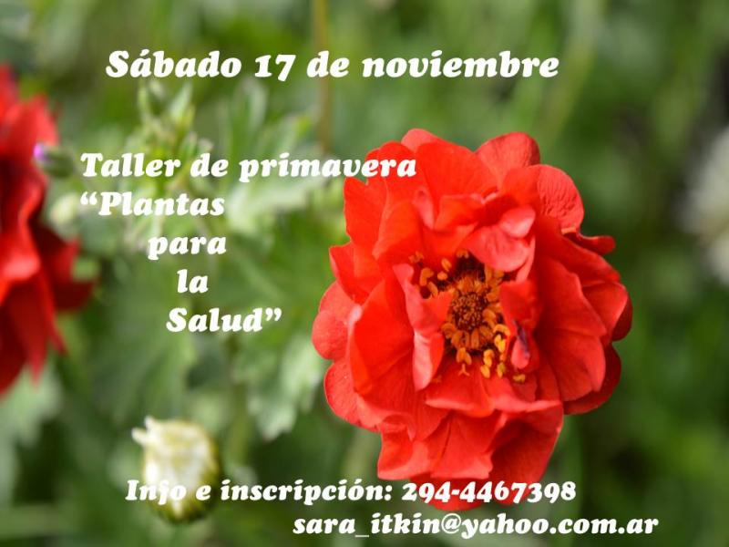 Taller: Plantas de primavera para la Salud