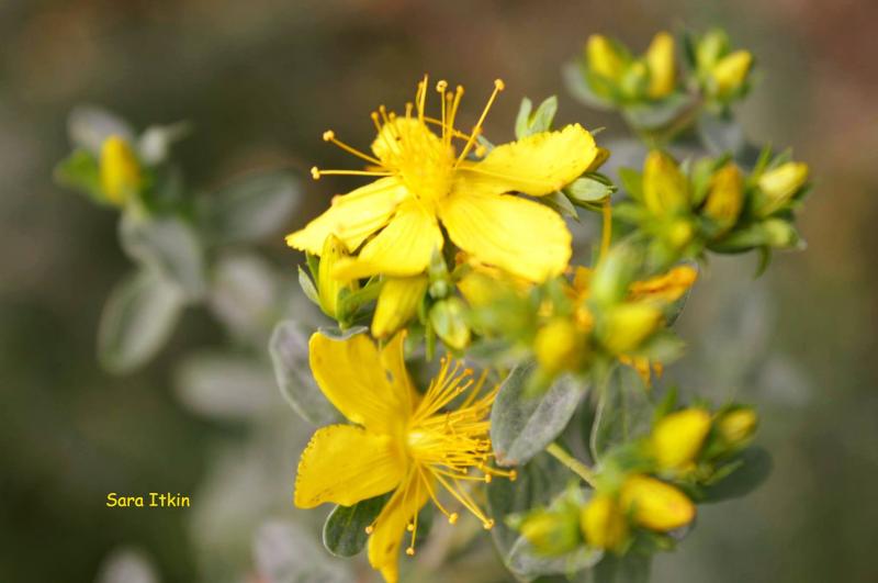  Hip&eacute;ricum, hip&eacute;rico o yerba de San Juan: la planta que nos alivia los dolores f&iacute;sicos, y tambi&eacute;n las penas.