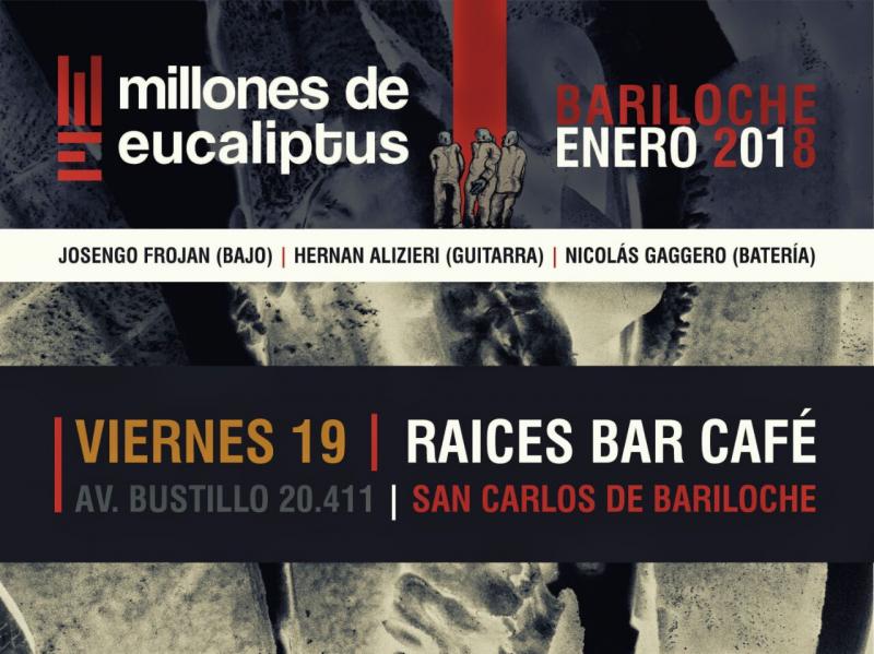 Millones de Eucaliptus en Raices