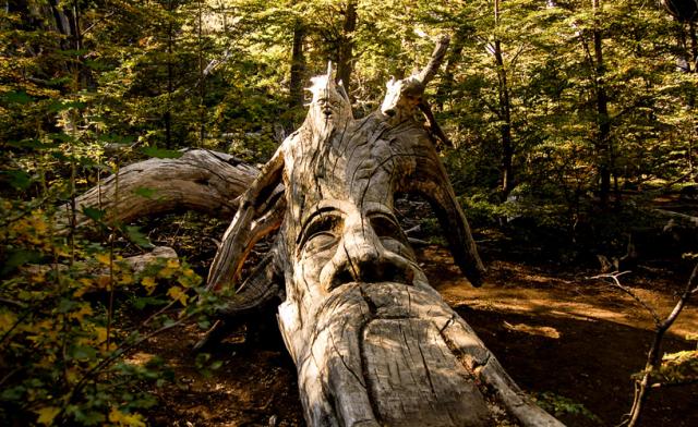 Bosque Tallado El Bolson Remises Nahuel Paseos y traslados