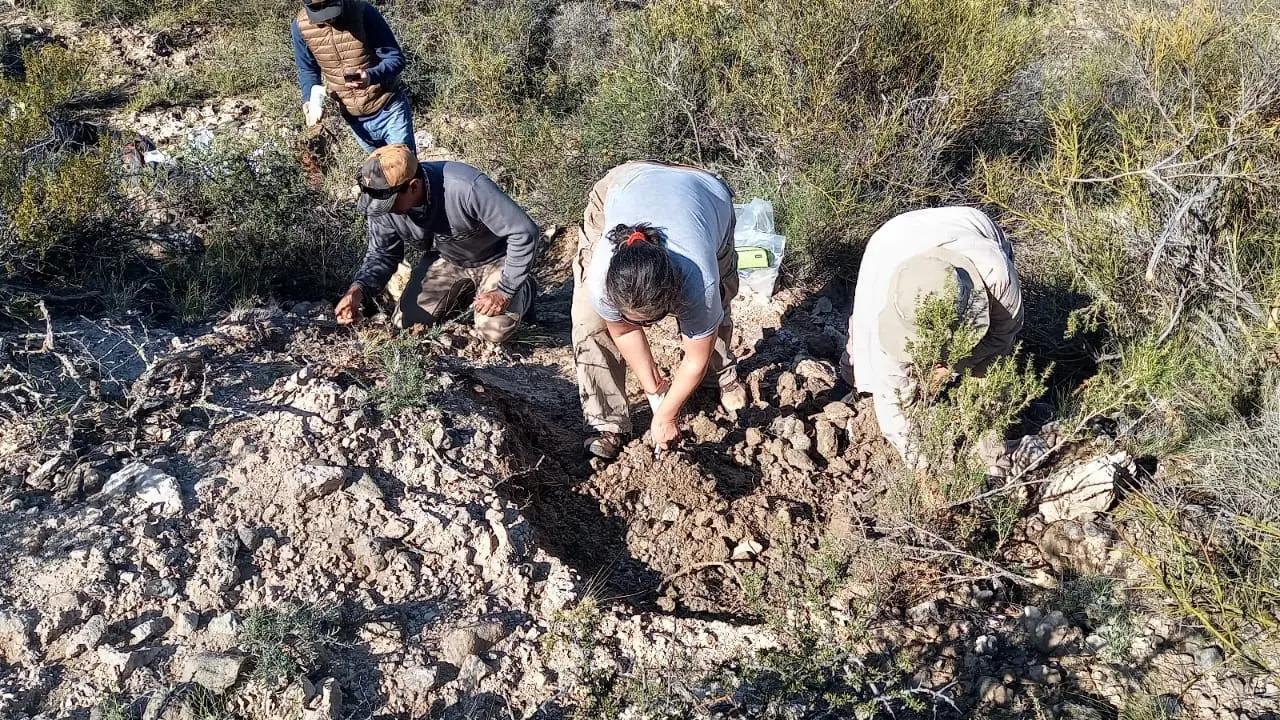 General Conesa: encuentran el f&oacute;sil de un mam&iacute;fero litopterno 