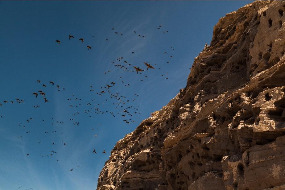 Oto&ntilde;o, una estaci&oacute;n ideal para descubrir el "cielo de aves" que se descubre en El C&oacute;ndor