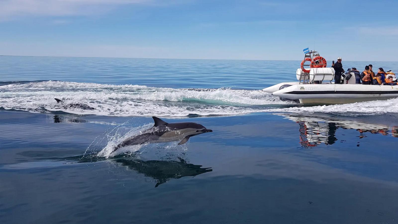 Avistaje de fauna marina: conoc&eacute; las especies que habitan el Golfo San Mat&iacute;as