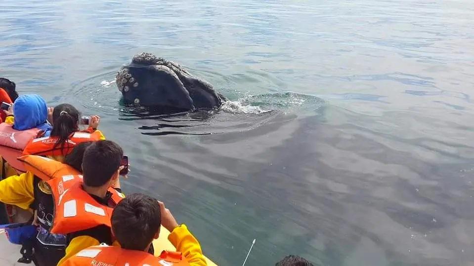 Avistaje de Fauna Marina: miles de turistas ya vivieron la inigualable experiencia en el Golfo San Mat&iacute;as